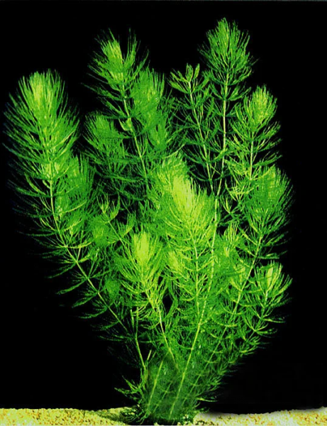 Роголистник (Ceratophyllum)