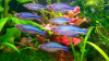 Радужница Озерная Меланотения Бирюзовая (Melanotaenia lacustris)