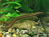 Макрогнатус Чернолинейный  (Macrognathus aral)  7-8 см