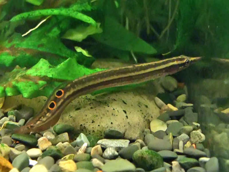 Макрогнатус Чернолинейный  (Macrognathus aral)  7-8 см