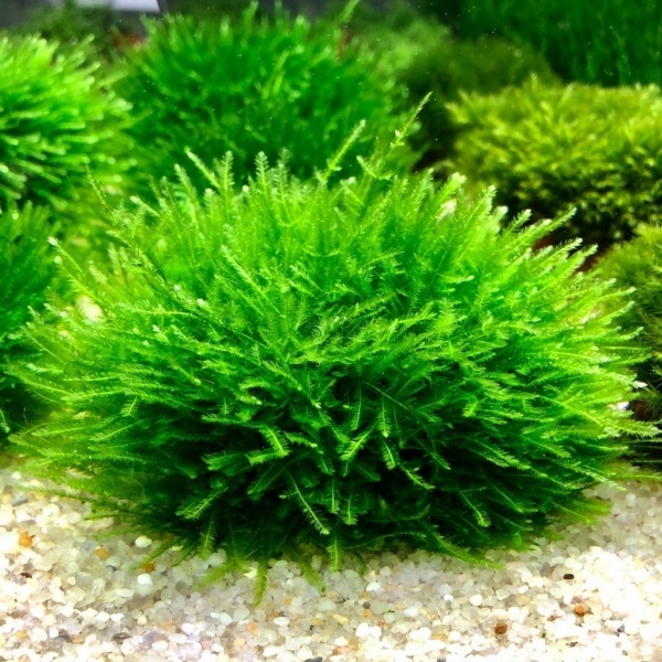 Мох Анчер  (Anchor moos, Taxiphyllum sp.)