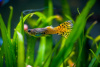 Гуппи желтая кобра (Yellow King Cobra Guppy) Poecilia reticulata