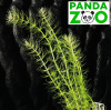 Bacopa myriophilloides- Бакопа мириофилоидес L234