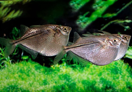 Клинобрюшка обыкновенная (Gasteropelecus sternicla)