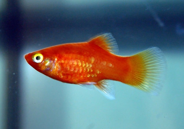 Пецилия красная (Xiphophorus maculatus red Platy)