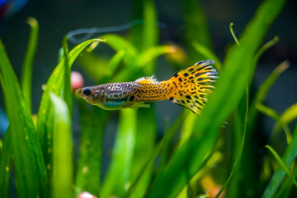 Гуппи желтая кобра (Yellow King Cobra Guppy) Poecilia reticulata