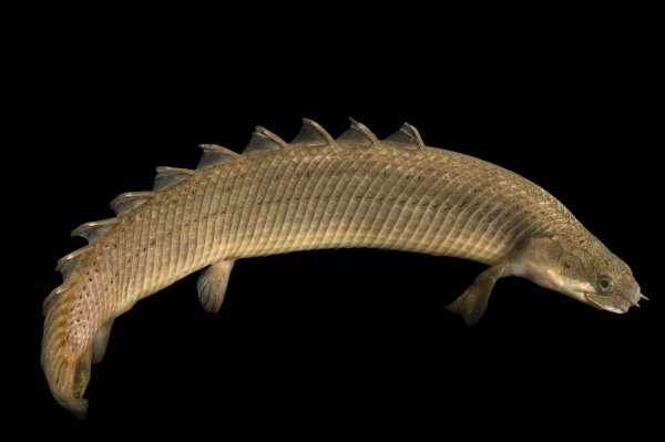 Полиптерус Сенегальский (Polypterus senegalus) 5-6 см 