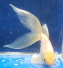 Золотая рыбка Комета белая (Goldfish comet white)