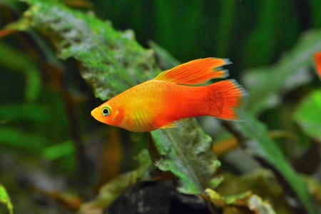Пецилия золотой попугай  (Xiphophorus maculatus sunset sailfin)