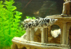 Моллинезия Долматинец (Poecilia sphenops)