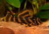 Пеколтия Рио Токантис L080 сом (Peckoltia sp. L080) 3,8 см 