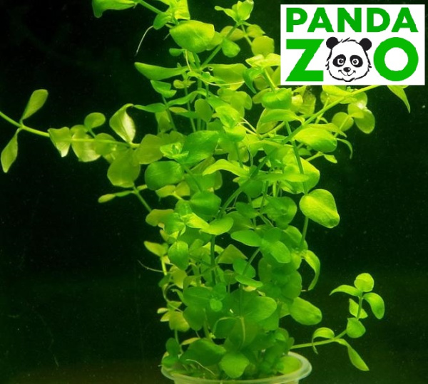 Bacopa australis- Бакопа южная L021