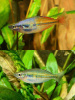 Радужница Боэсмана (Melanotaenia boesemani)