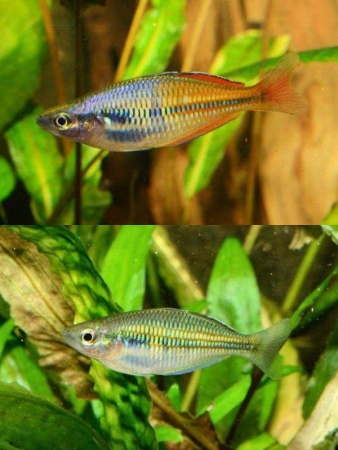 Радужница Боэсмана (Melanotaenia boesemani)