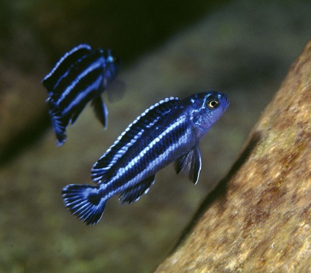 Цихлида Меланохромис Майнгано (Pseudotropheus cyaneorhabdos)