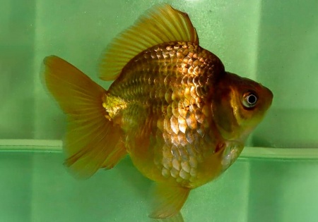 Риукин коричневый (Goldfish Ryukin brown)