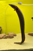 Мастацембел Краснополосый (Mastacembelus Erithrothaenia)  7-8 см