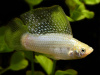 Моллинезия снежинка парусная (Poecilia velifera Silver lyretail Molly)