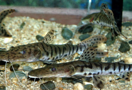 Тигровая псевдоплатистома( Pseudoplatistoma tigrinum) сом  5-6  см