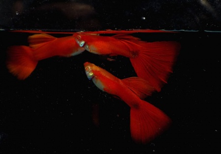 Гуппи полностью красный альбинос (Guppy Full Red albino)