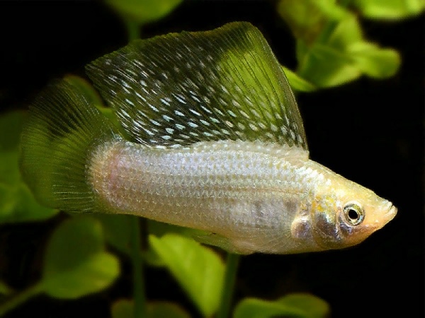 Моллинезия снежинка парусная (Poecilia velifera Silver lyretail Molly)