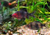 Барбус черный (Barbus nigrofasciatus)