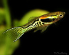 Гуппи Эндлера Леопард  (Guppy) Самец