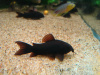 Коридорас Венесуэла Блэк (Corydoras Aeneus Black) сом
