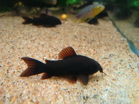 Коридорас Венесуэла Блэк (Corydoras Aeneus Black) сом
