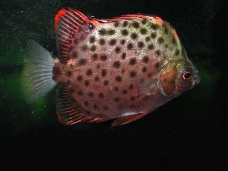 Аргус пятнистый краснолобый (Scatophagus argus atromaculatus)