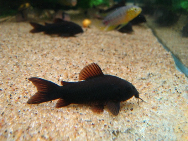 Коридорас Венесуэла Блэк (Corydoras Aeneus Black) сом