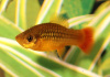 Пецилия пестрая радужная (Xiphophorus variatus sunset rainbow Platy)