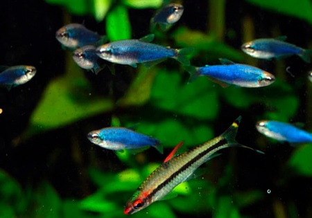 Тетра Керри (Inpaichthys-kerri) Пурпурная императорская тетра 2 см