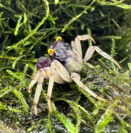 Краб Вампир Орхидея  (Geosesarma sp.) Orchid Vampire Crab