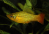 Пецилия пестрая радужная (Xiphophorus variatus sunset rainbow Platy)