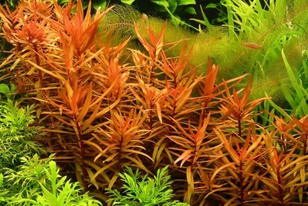 Аммания Изящная меристемная (Ammannia gracilis)