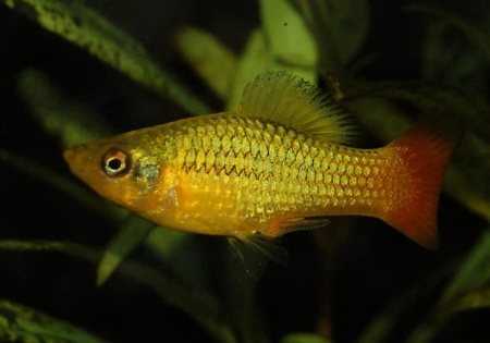Пецилия пестрая радужная (Xiphophorus variatus sunset rainbow Platy)