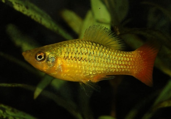 Пецилия пестрая радужная (Xiphophorus variatus sunset rainbow Platy)