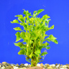 Альтернантера бетзикиана зеленая (Alternanthera bettzickiana Green)