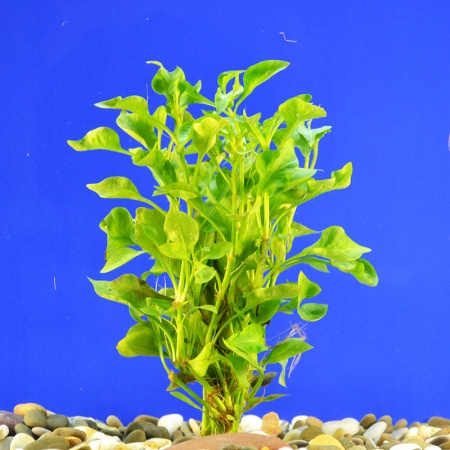Альтернантера бетзикиана зеленая (Alternanthera bettzickiana Green)