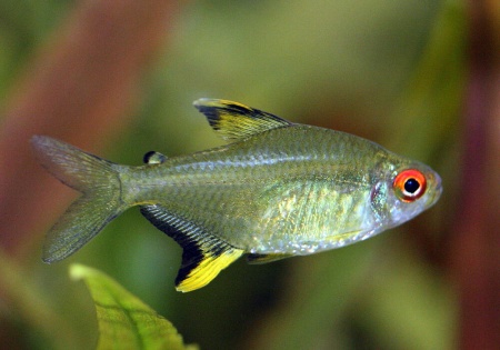 Пристелла прозрачная Тетра (Pristella Maxillaris) 2 см