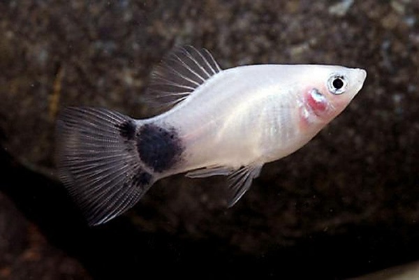Пецилия белая Микки Маус (Xiphophorus maculatus white Mickey Mouse Platy)