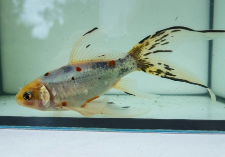 Золотая рыбка Шубункин ситцевый( Goldfish Shubunkin calico)