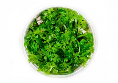 Лимнофила сидячецветковая (Limnophila sessiliflora)