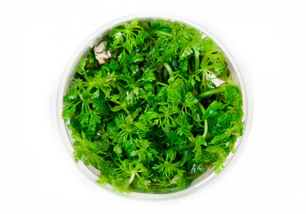 Лимнофила сидячецветковая (Limnophila sessiliflora)