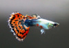 Гуппи красная мозаика (Poecilia reticulata red mosaic)