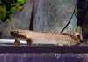 Полиптерус Орнатипиннис (Polypterus ornatipinnis) 15-16 см