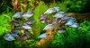 Радужница Неоновая (Melanotaenia Praecox)