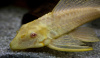 Плекостомус Альбинос (Hypostomus plecostomus) альбинос   4,5-5 см.