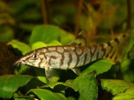 Боция мраморная (Botia lohachata)
